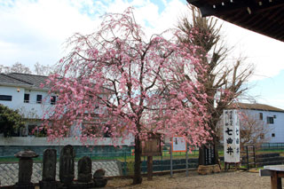 七曲井の桜写真２