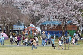上奥富運動公園の桜写真１