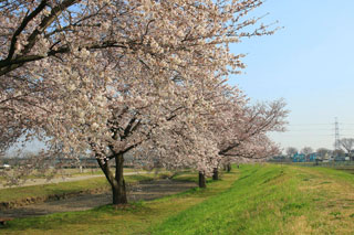上奥富運動公園の桜写真２