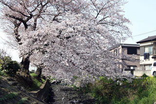 不老川沿いの桜写真２