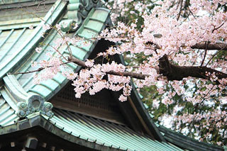 狭山八幡神社の桜写真２