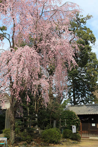 廣瀬神社の桜写真１