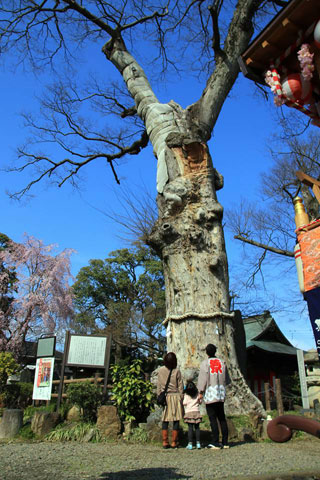 廣瀬神社の桜写真２