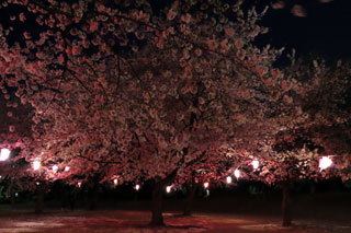 あかぎ公園の桜写真２