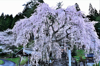 森山神社のしだれ桜写真１