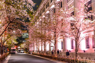 江戸桜通りの桜写真１