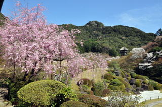 慧洲園の桜写真１