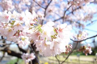 日比谷花壇大船フラワーセンターの桜写真１