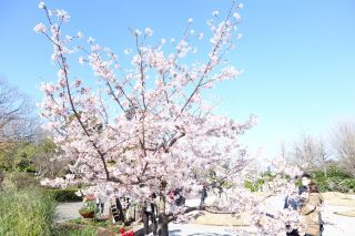 日比谷花壇大船フラワーセンターの桜写真２