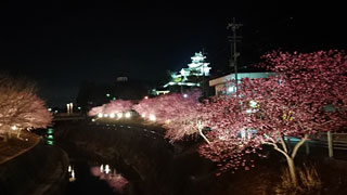 掛川城公園・逆川沿いの掛川桜写真１