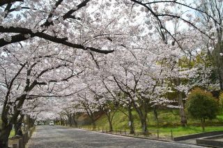 流木墓苑の桜写真１