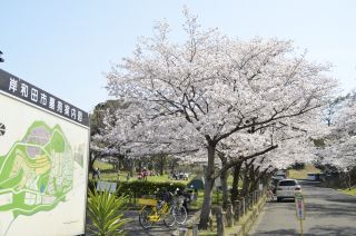流木墓苑の桜写真２