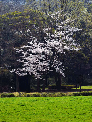 久良岐公園の桜写真１