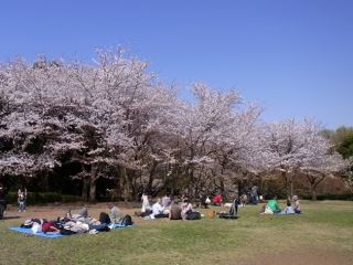 四季の森公園の桜写真１