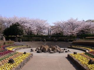 四季の森公園の桜写真２