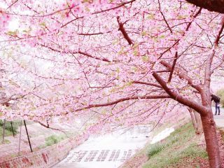 佐保川の桜写真１