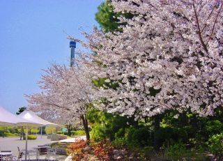 横浜・八景島シーパラダイスの桜写真１