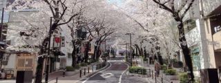渋谷桜丘 さくら通りの桜写真１