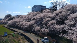 一の堰ハラネ・怒田丘陵の桜写真１