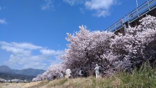 春木径・幸せ道桜まつり写真１