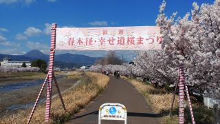 春木径・幸せ道桜まつり写真２