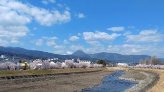 春木径・幸せ道桜まつりの写真３