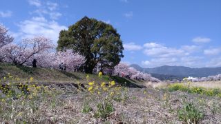 春木径・幸せ道桜まつりの写真４