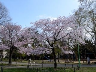 円山公園（北海道）の桜写真２