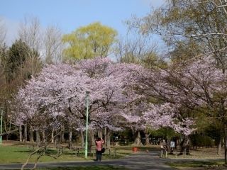円山公園（北海道）の写真３