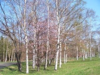 北海道立真駒内公園の桜写真１