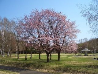 北海道立真駒内公園の桜写真２