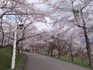 美唄市東明公園の桜写真１
