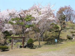 有珠善光寺自然公園の桜写真１