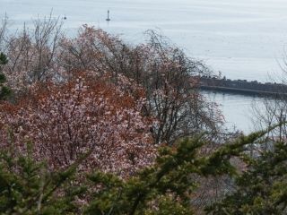 有珠善光寺自然公園の桜写真２