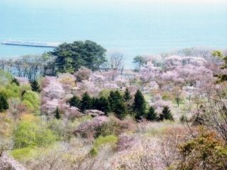 庶野さくら公園の桜写真１