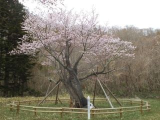 庶野さくら公園の桜写真２