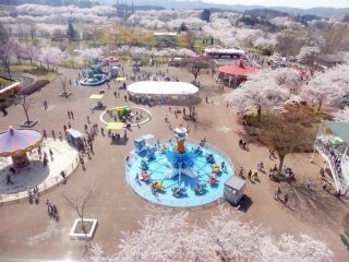 八戸公園（こどもの国・八戸植物公園）の桜写真１