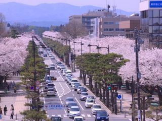 十和田市官庁街通り（駒街道）の桜写真２