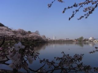 高松公園の桜写真１