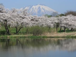 高松公園の桜写真２