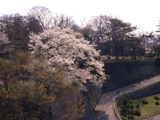 盛岡城跡公園（岩手公園）の桜写真２