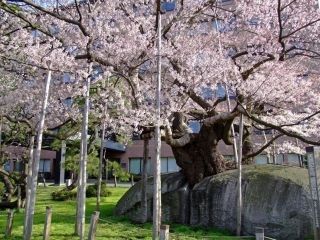 石割桜写真１