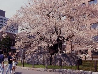 石割桜写真２