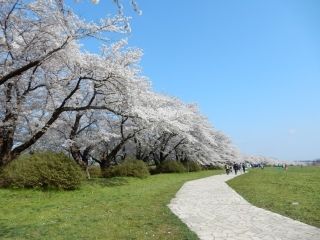 北上展勝地の桜写真１