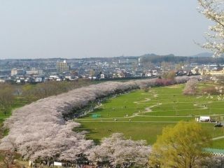 北上展勝地の桜写真２