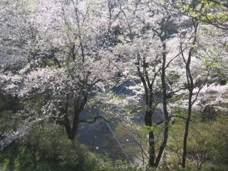 鍋倉公園の桜写真１