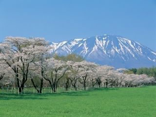 小岩井農場の桜写真２