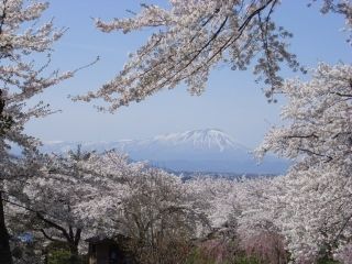 城山公園（岩手県）の桜写真１