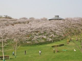 加護坊山の二千本桜写真１