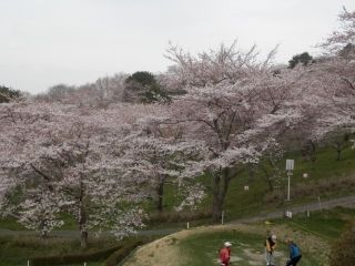 加護坊山の二千本桜写真２